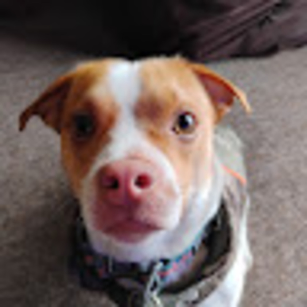 Meet your Posher, Paddy